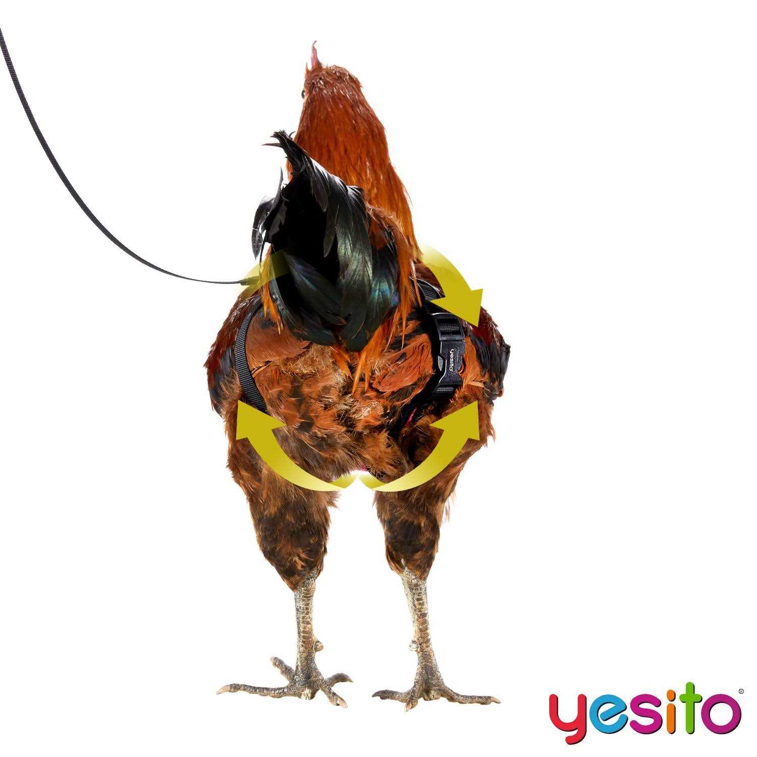 Yesito Chicken Harness Hen Size with 6ft Matching Leash - Healthber