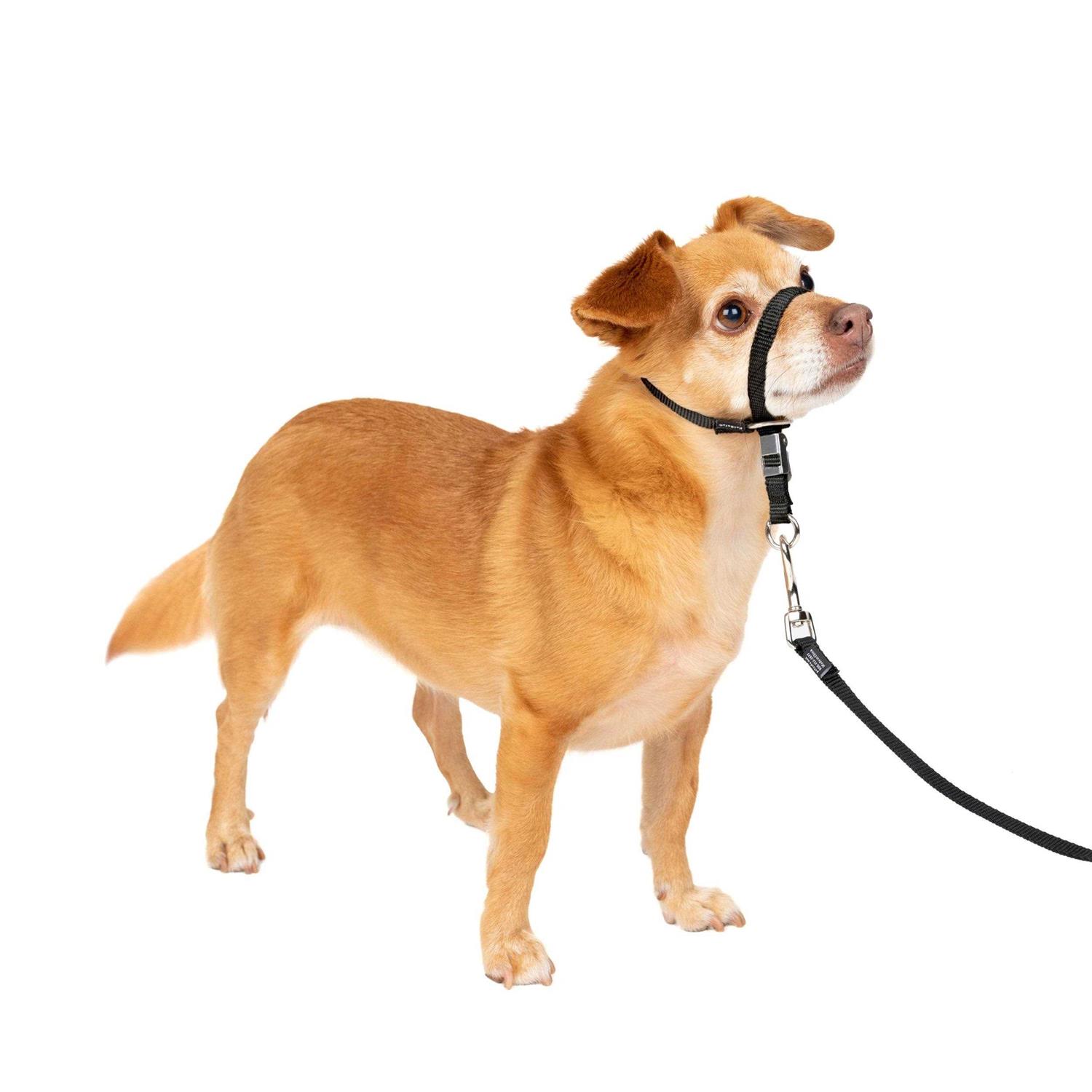 PetSafe Gentle Leader Headcollar - Healthber