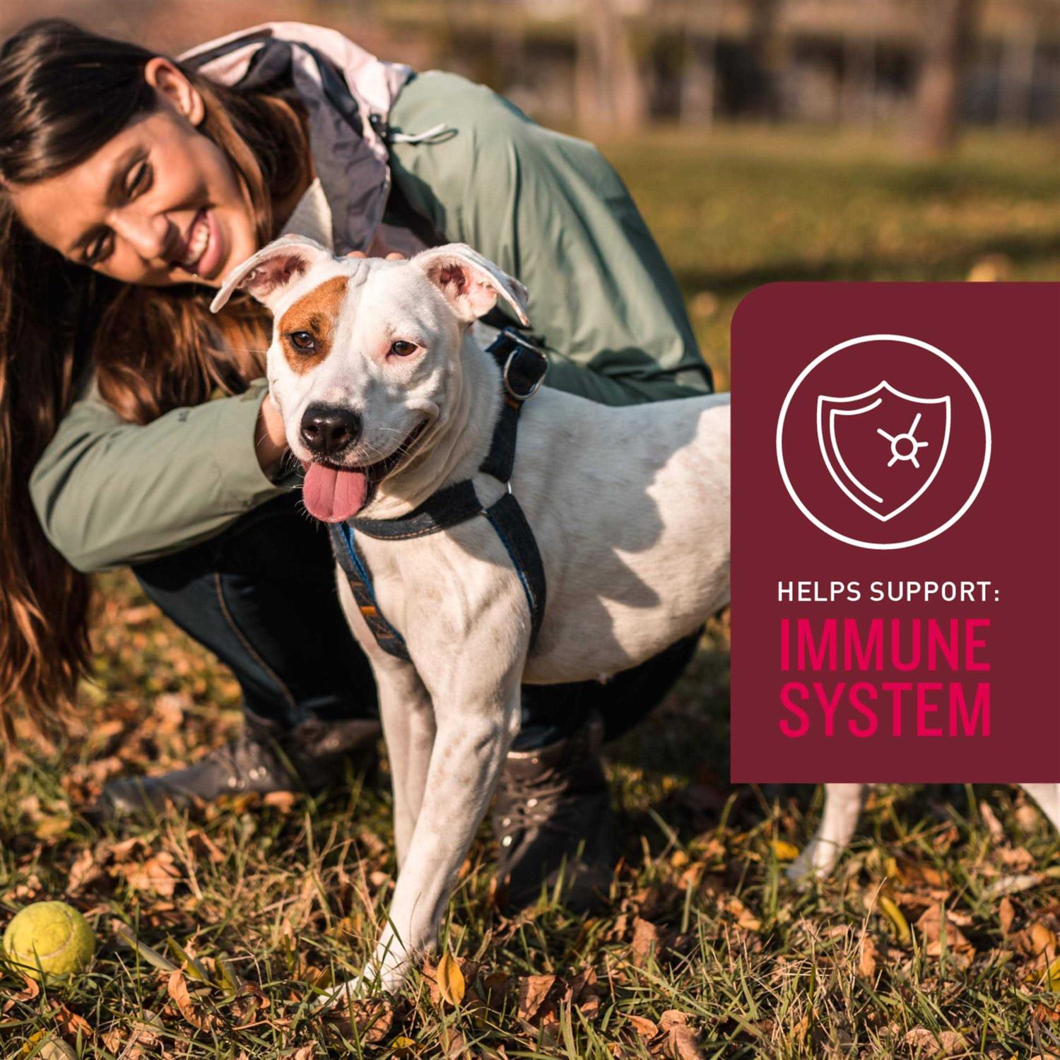 Sergeants VetIQ 5-in-One Multi-Benefit Soft Chews for Dogs - Healthber