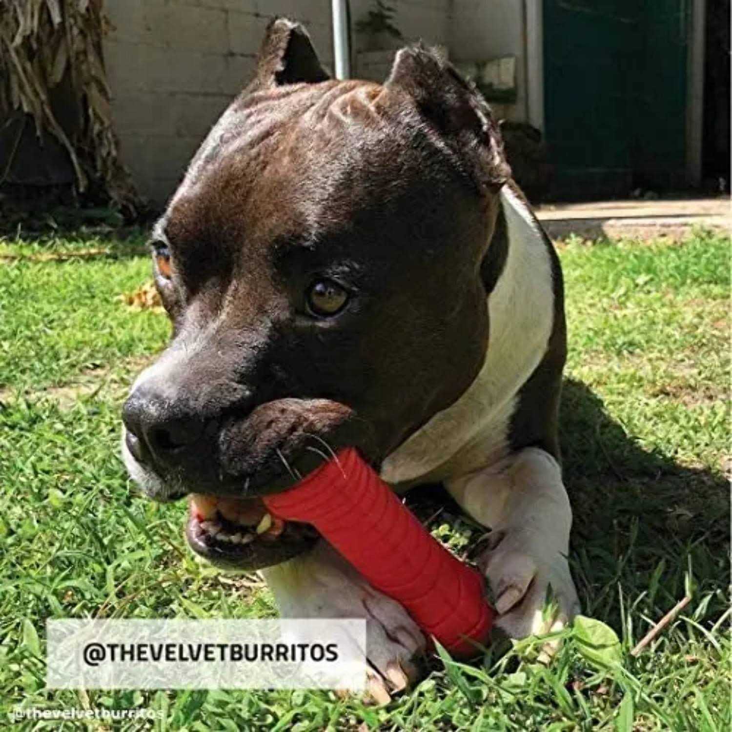 Playology Dual Layer Bone Dog Toy - Healthber