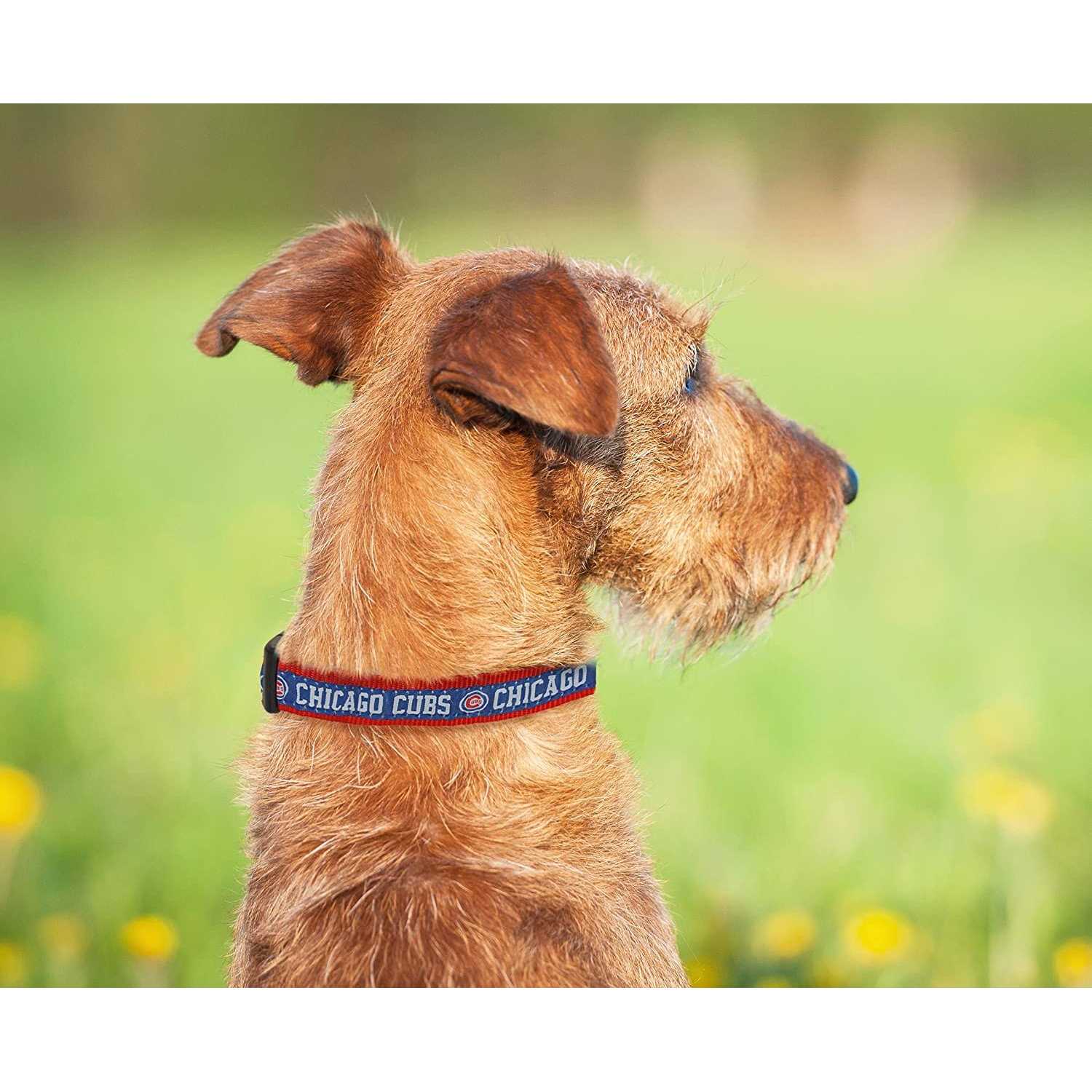 MLB Chicago Cubs Dog Collar - Healthber