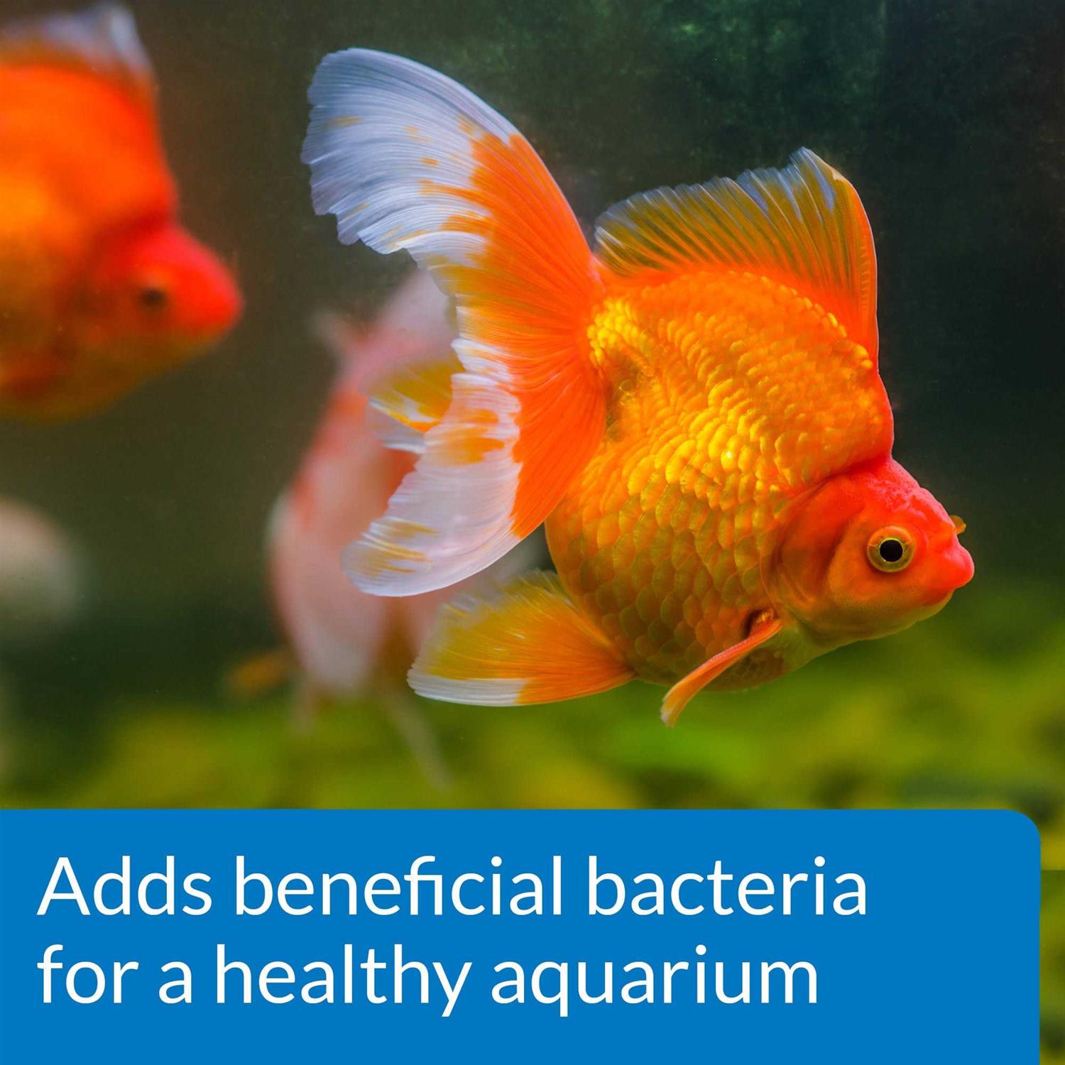 API Goldfish Protect Aquarium Water Conditioner - Healthber