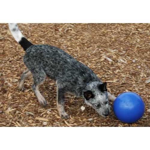 Boomer Ball Company of Animals - Healthber
