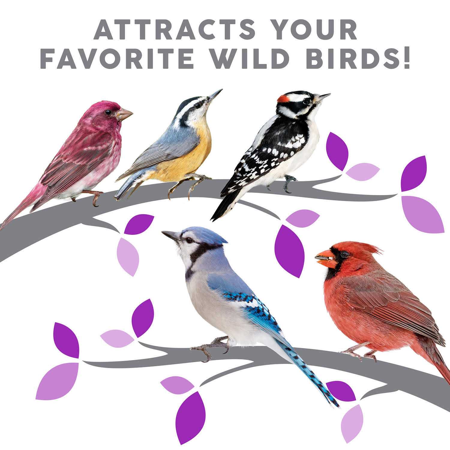 Harvest Seed & Supply Birder’s Medley Wild Bird Food - Healthber