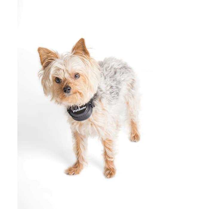 PetSafe Stay and Play Wireless Fence Rechargeable Receiver Collar - Healthber