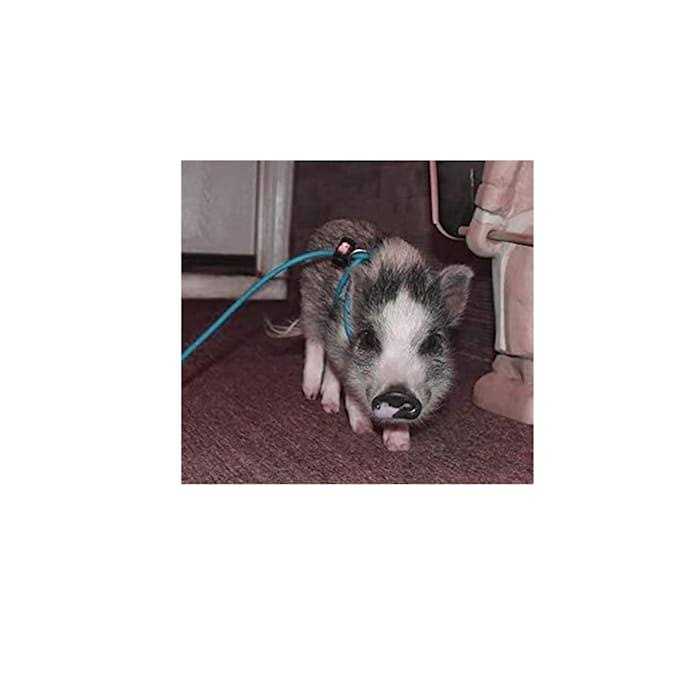 Piggy Poo and Crew Adjustable Mini Pig Harness and Leash - Healthber