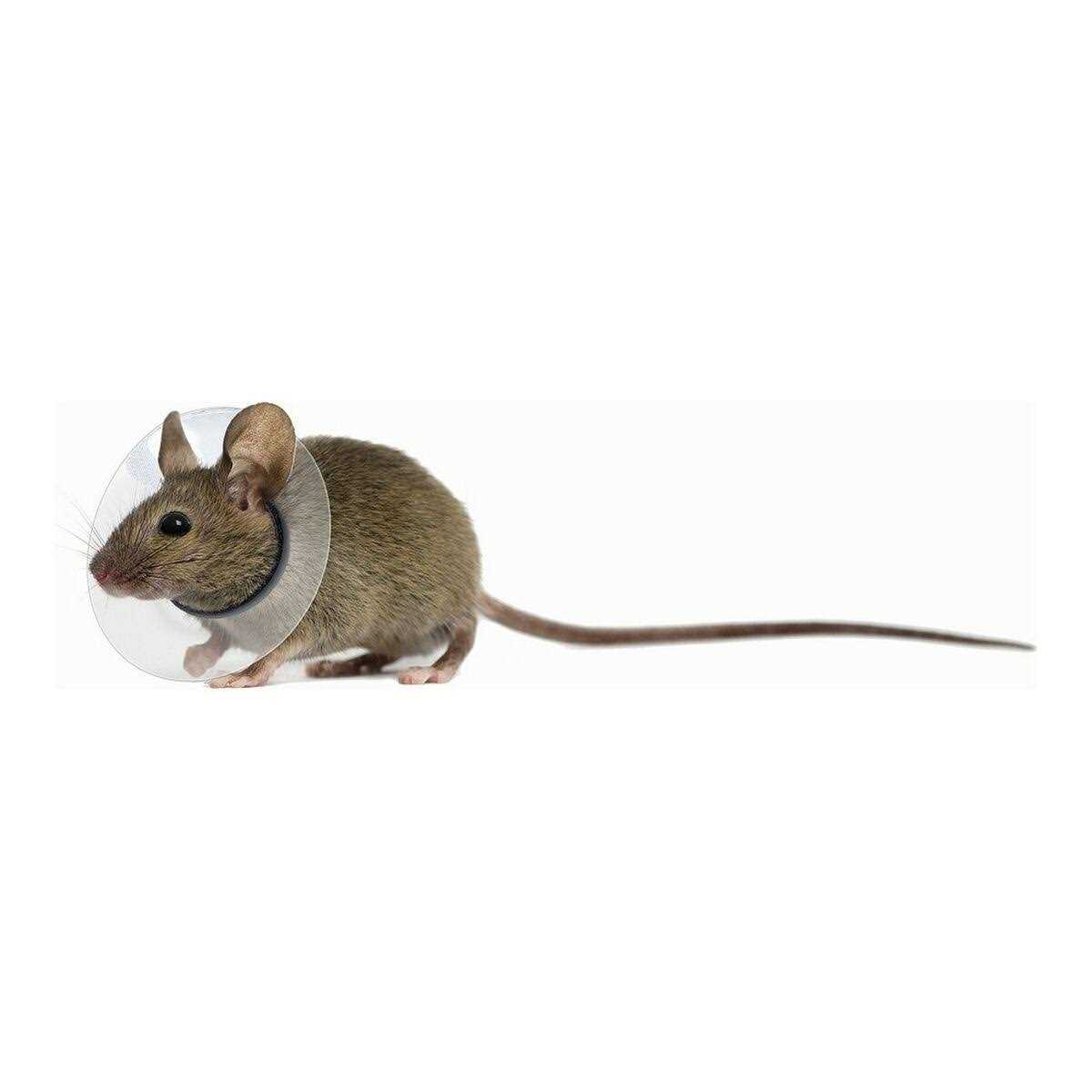 KVP Collar Saftshield Rodents - Healthber
