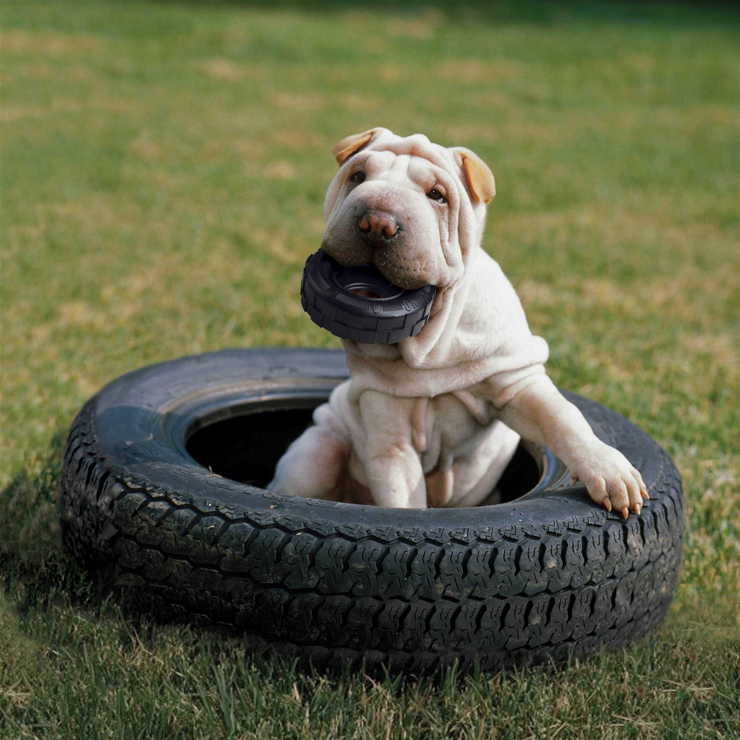 KONG Dog Toy - Healthber