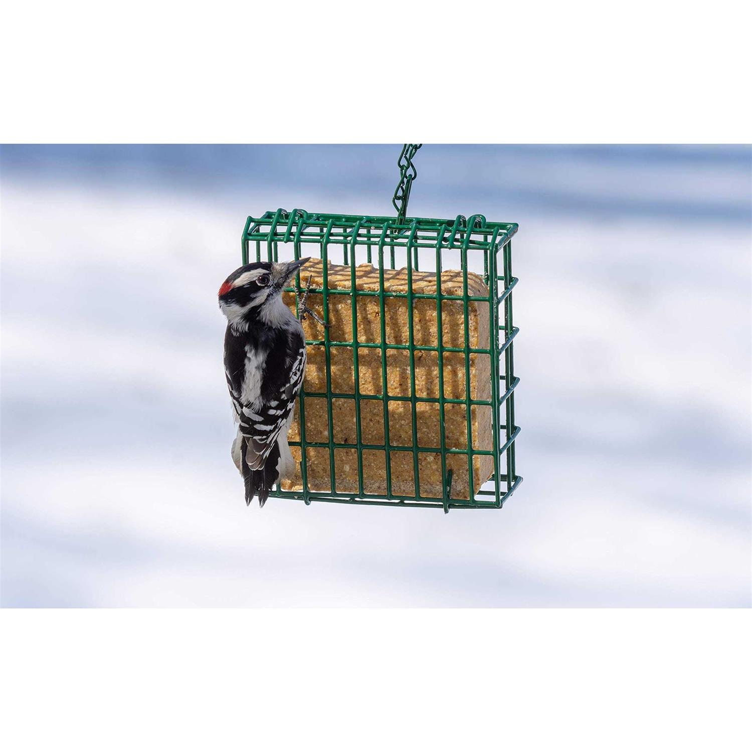C&S Woodpecker Delight No-Melt Suet Dough - Healthber