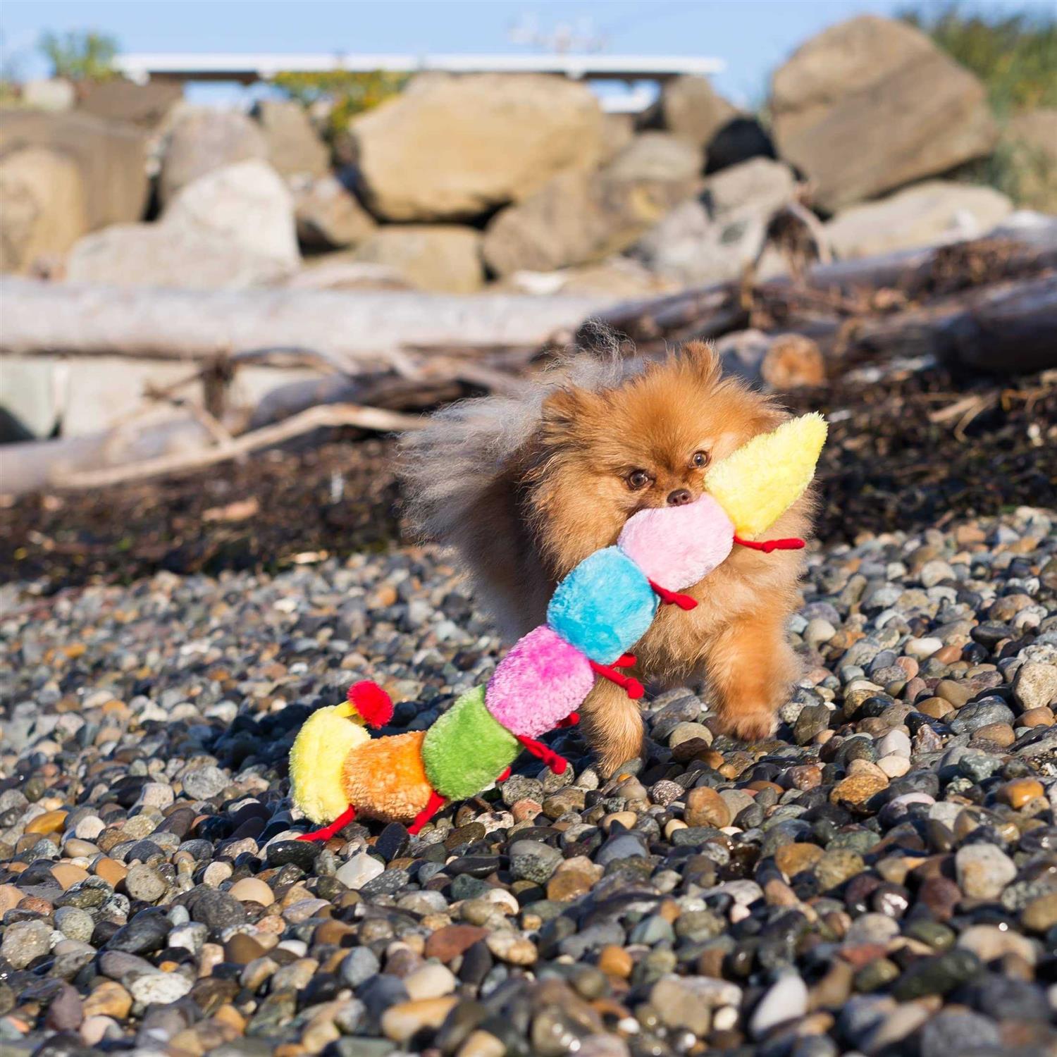 ZippyPaws Caterpillar Dog Toy - Healthber