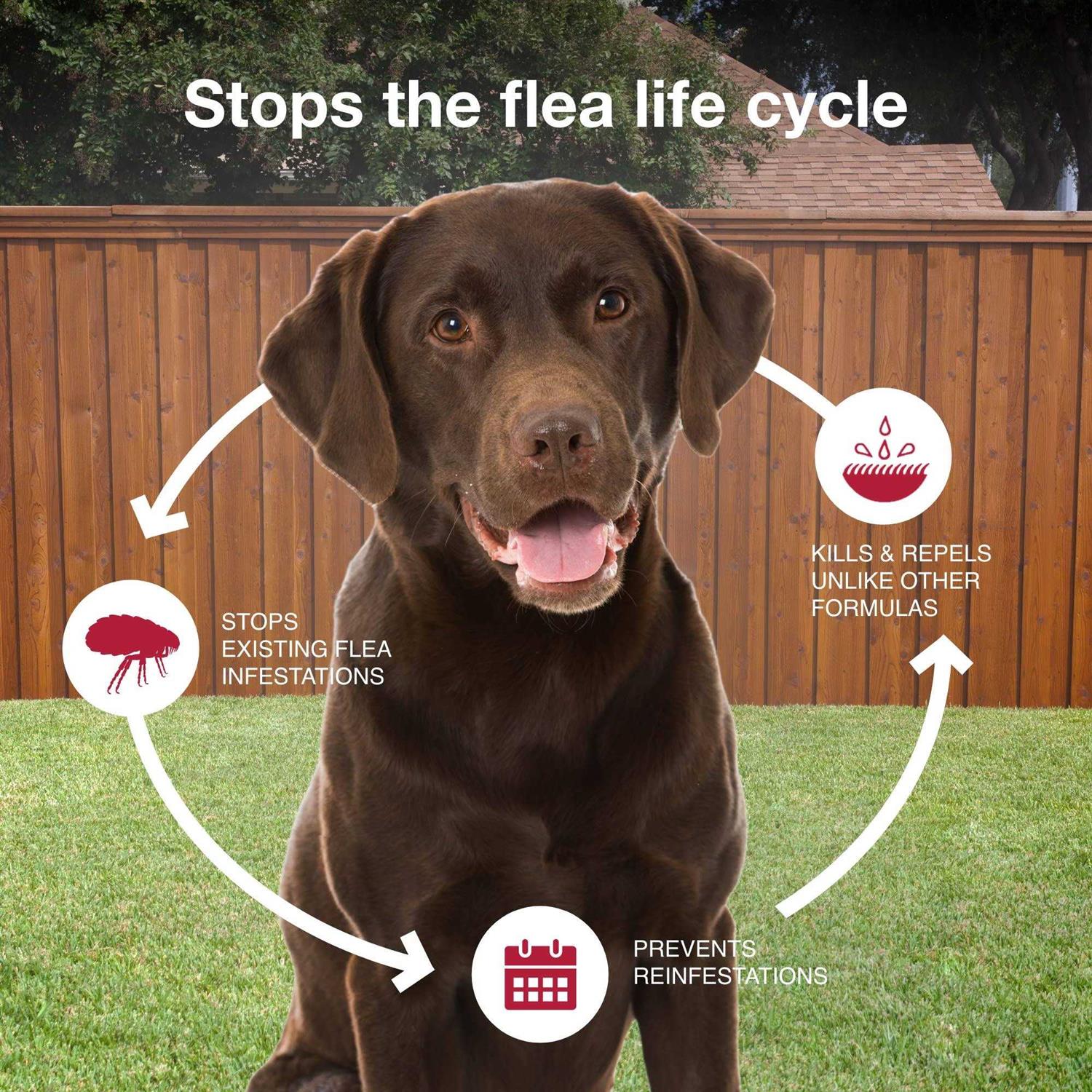 Bayer K9 Advantix II for Extra Large Dogs - Healthber