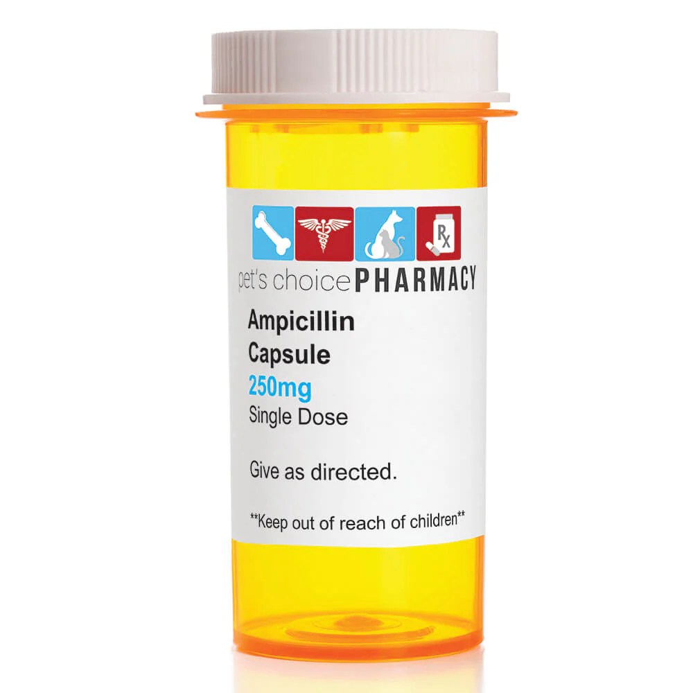 Rx Ampicillin (Generic) Capsules for Horses, Dogs, & Cats - Healthber