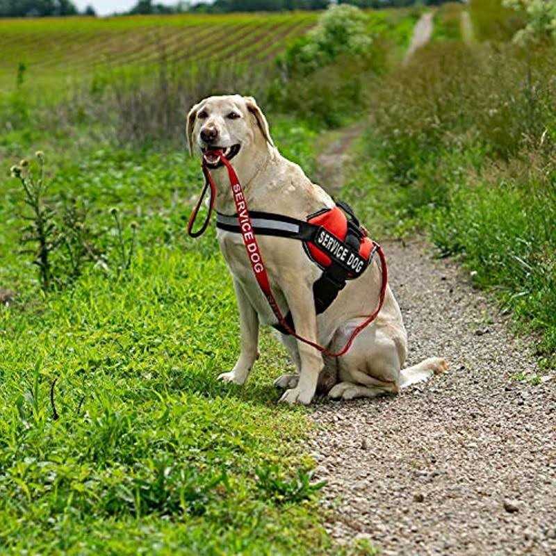 Industrial Puppy Emotional Support Dog Leash Wrap with Neoprene Handle and Reflective Emotional Support Lettering - Healthber