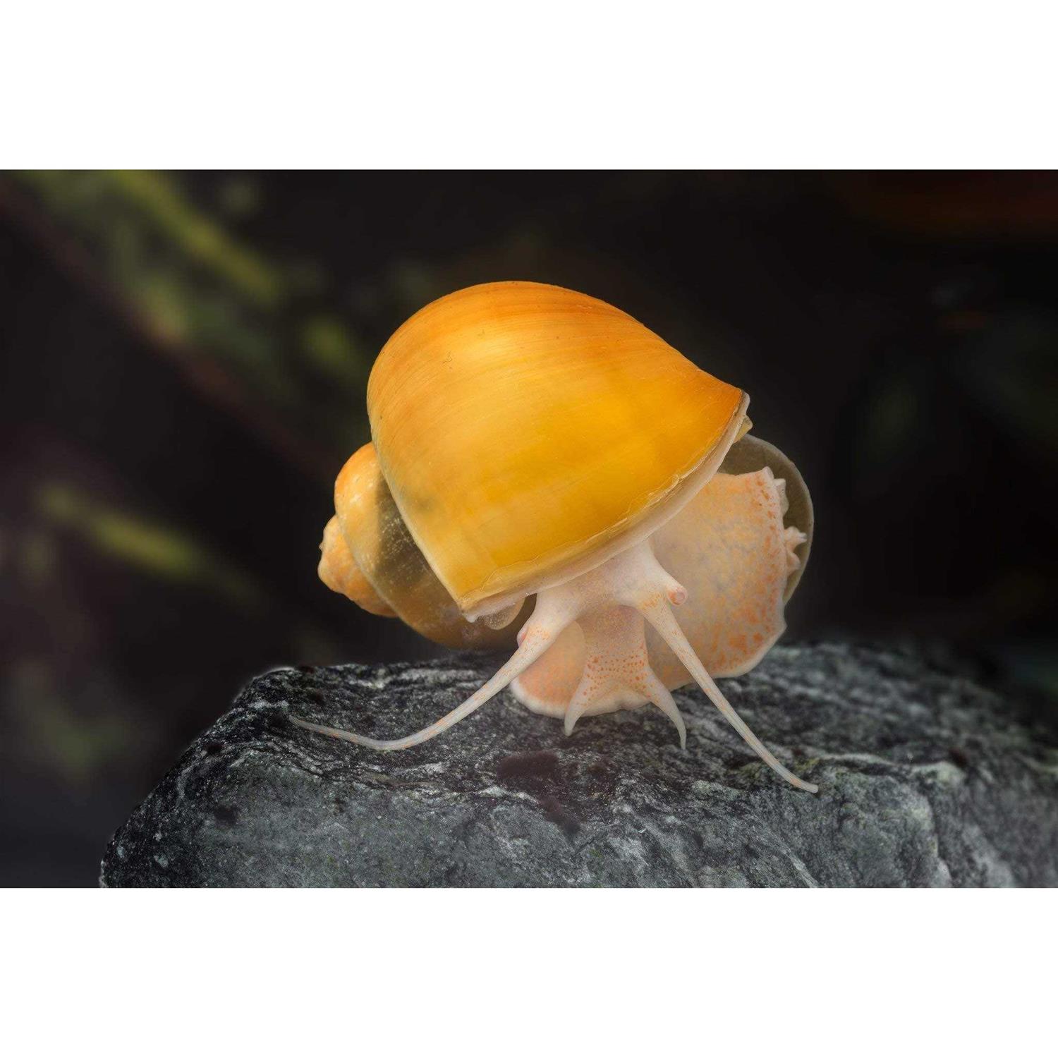AQUATICBLENDEDFOODS ABF Aquatic Freshwater Snail Food Mix #2 with Calcium - Healthber