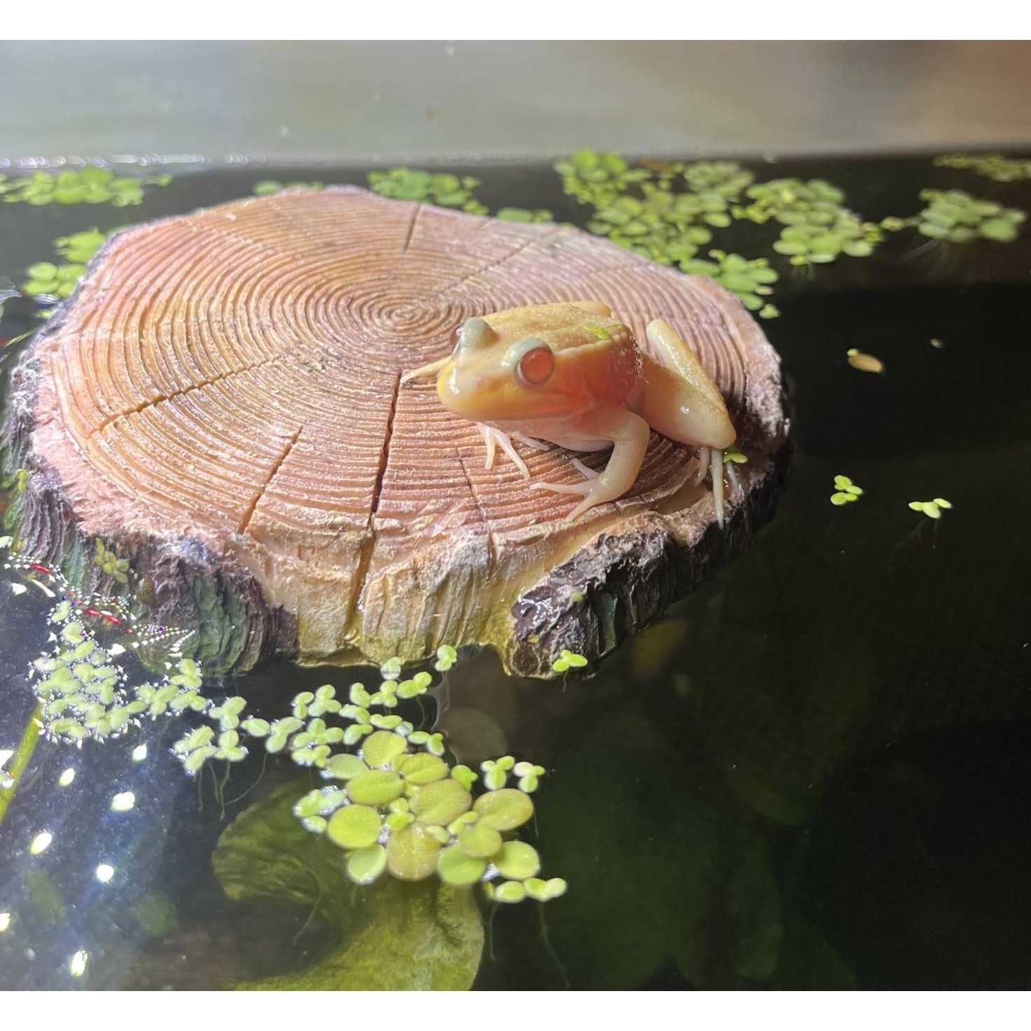 AQUA KT Aquatic Turtle Round Floating Dock Tortoise Bearded Dragon Basking Platform with Suction cup for Reptile Aquatic Aquarium Decoration - Healthber