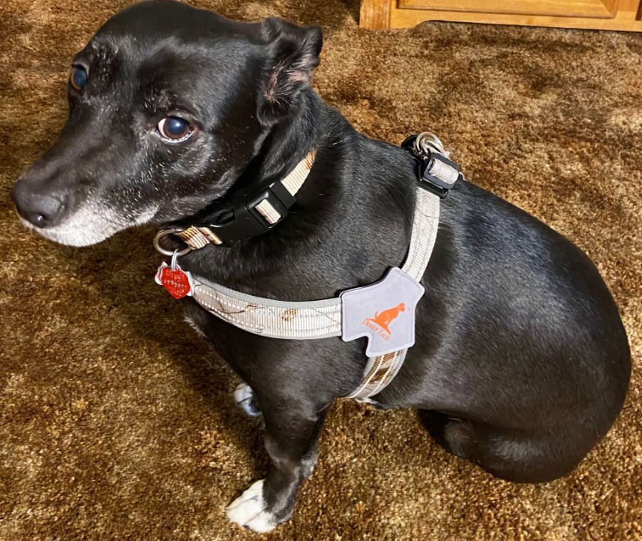 Doggy Tales Realtree Step In V Harness, Snow - Healthber