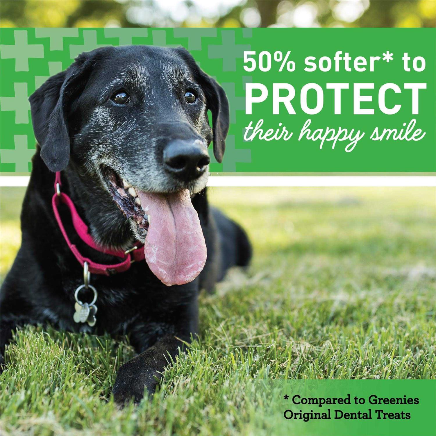 Greenies Aging Care Dental Dog Treats - Healthber