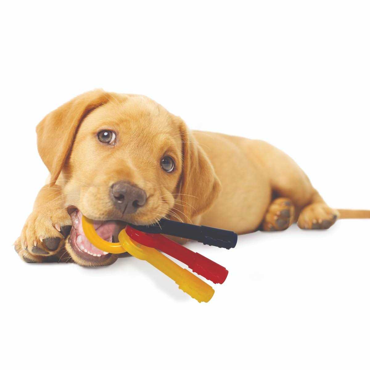Nylabone Puppy Chew Teething Keys - Healthber