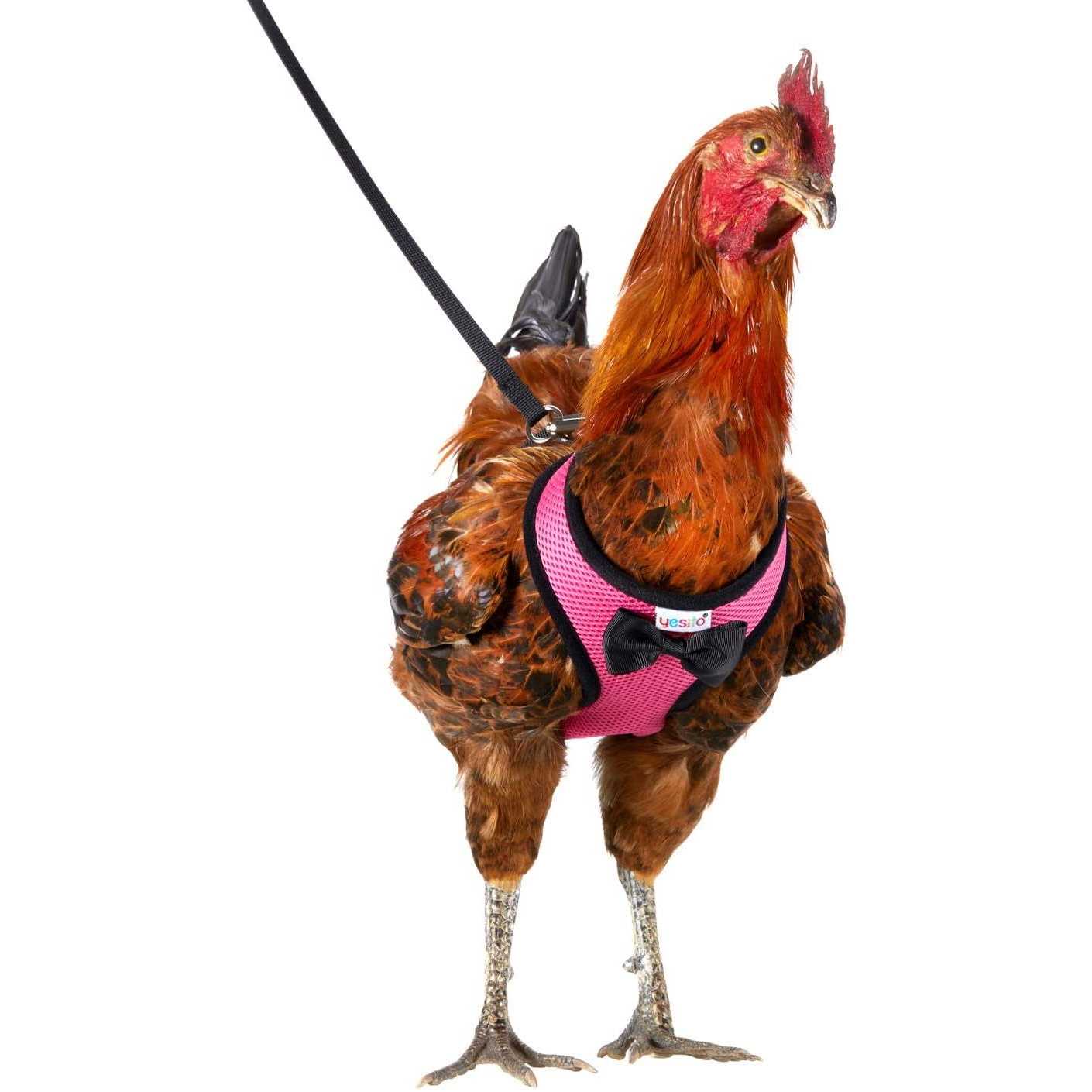Yesito Chicken Harness Hen Size with 6ft Matching Leash - Healthber