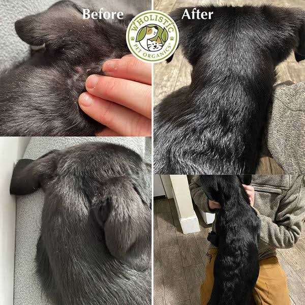 Wholistic Pet Organics Wild Deep Sea Salmon Oil - Healthber