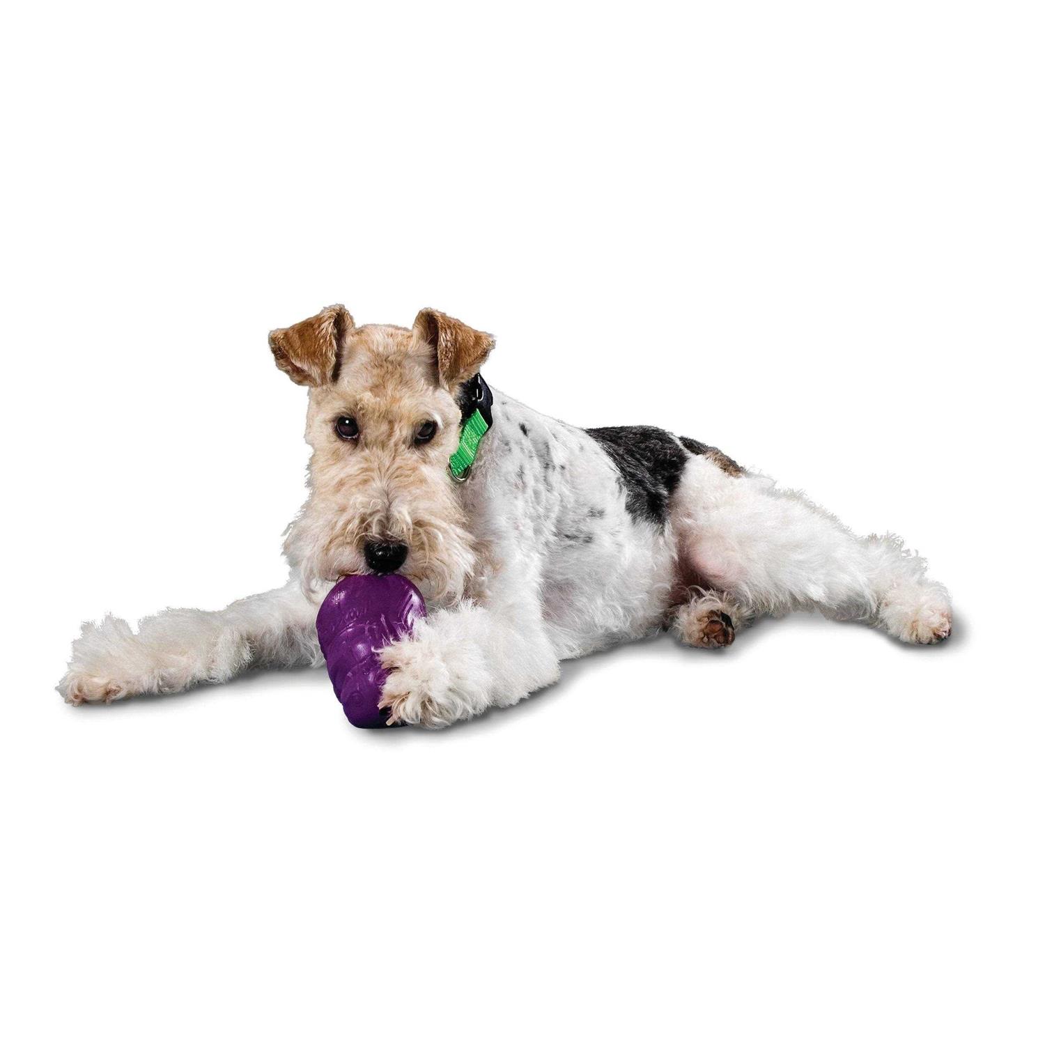 Busy Buddy Squirrel Dude Dog Toy - Healthber