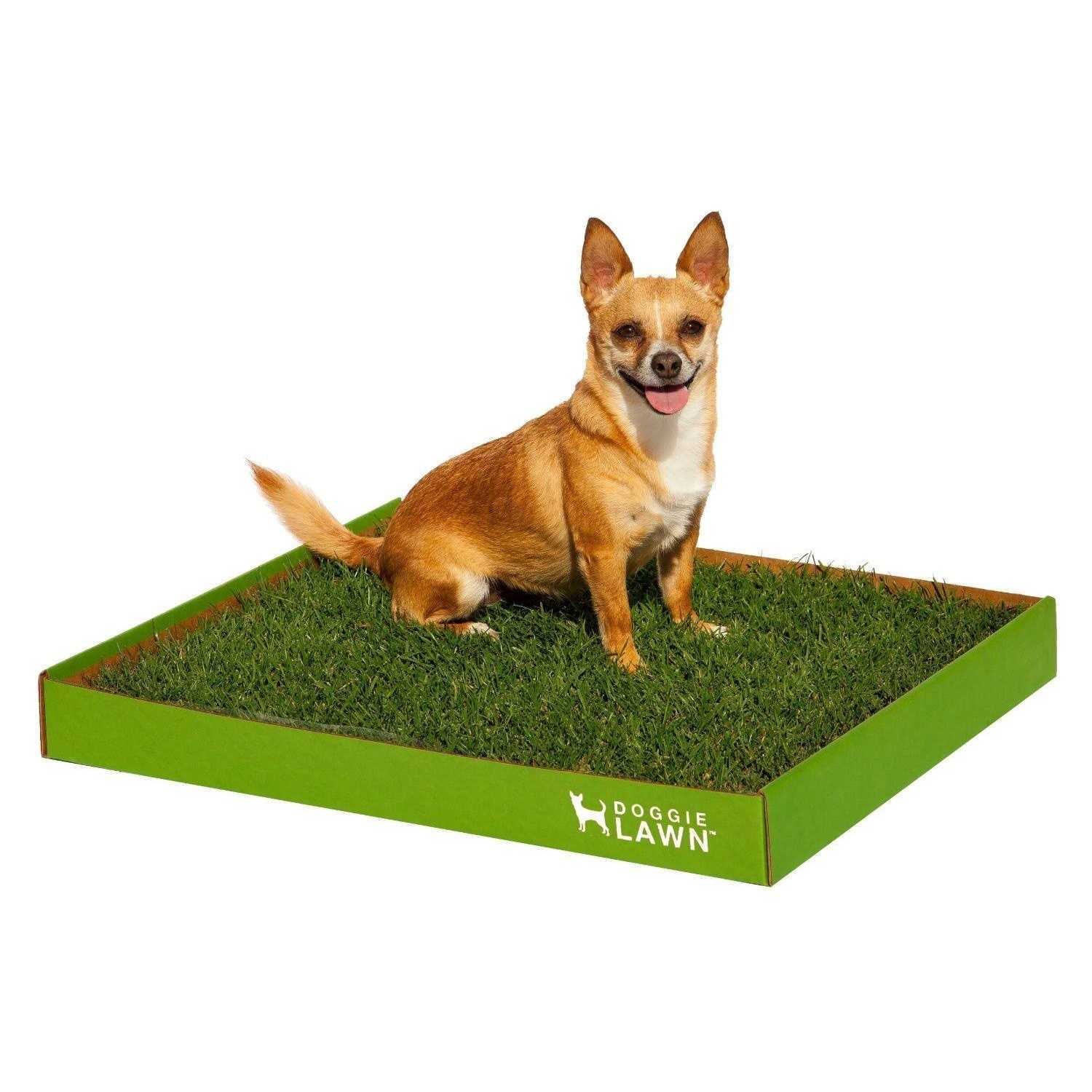 DoggieLawn Real Grass Puppy Pee Pads 24 x Perfect Indoor Litter Box for Dogs - Healthber