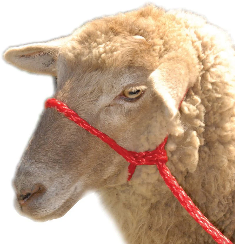 Troyer's Braided Poly Sheep Halter - Healthber