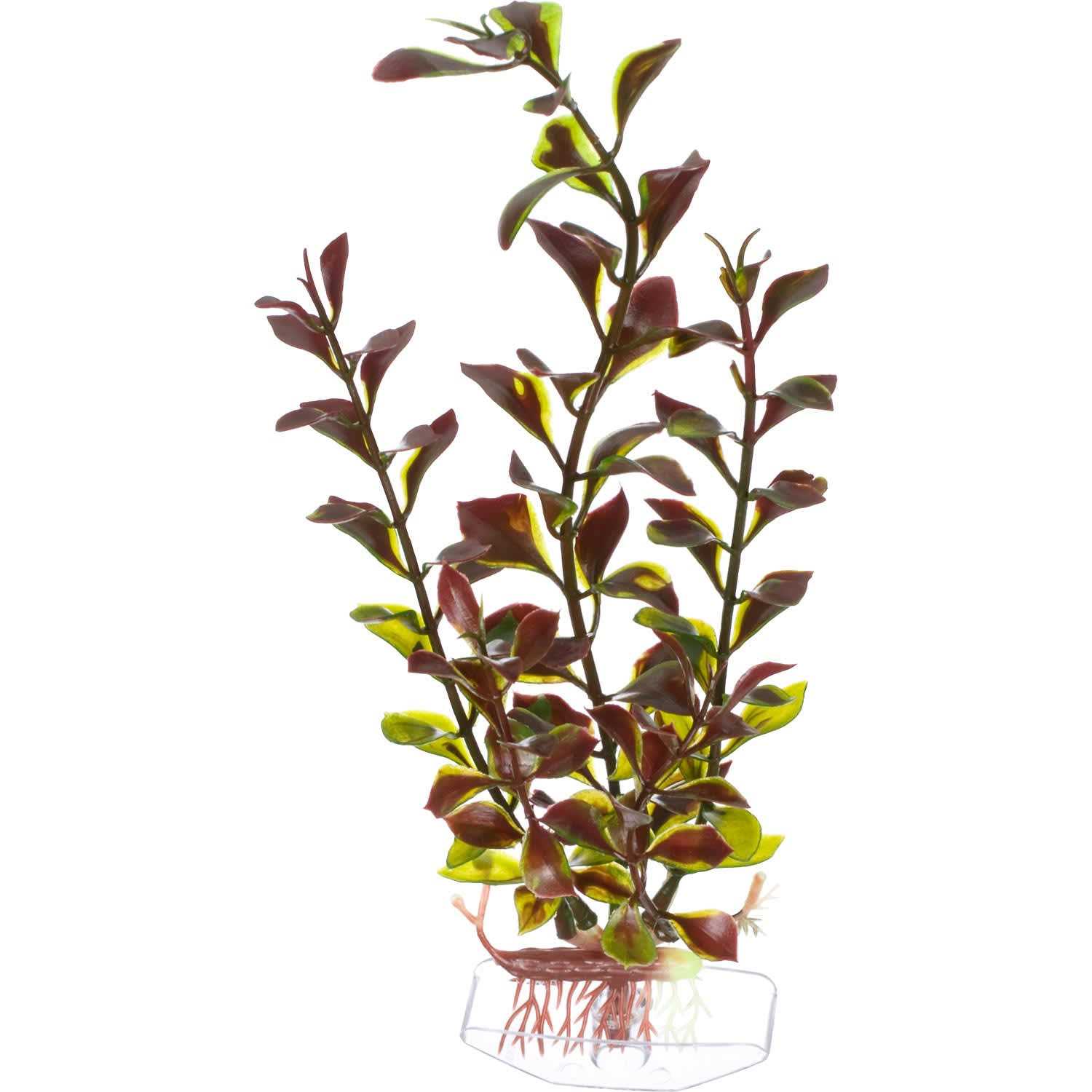 Imagitarium Ludwigia Medium - Healthber