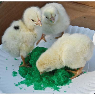 GroGel Plus with DPP Poultry Hatchling Supplement - Healthber