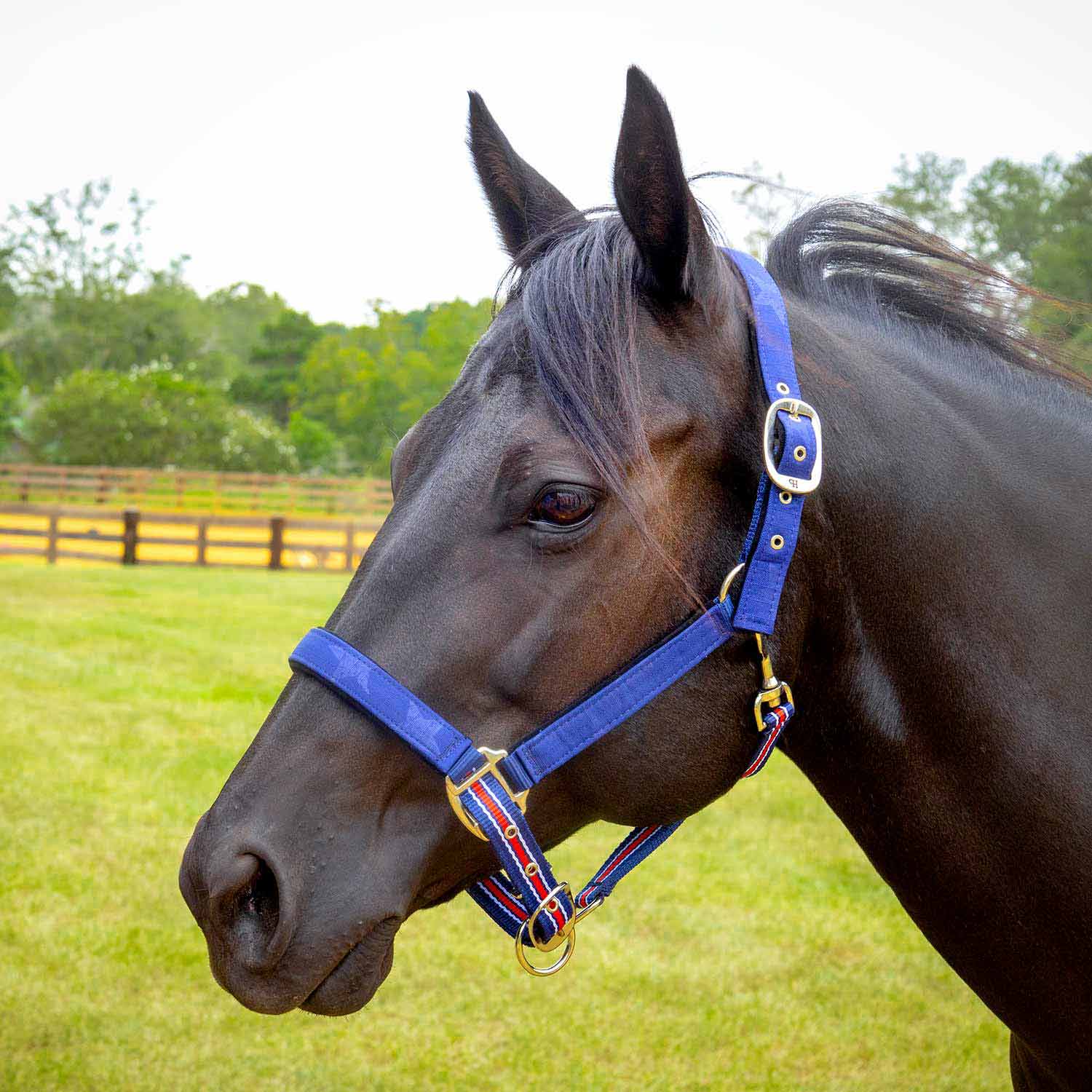 Poplar Head Nylon Horse Halter & Lead Matching Set, Full Size - Healthber