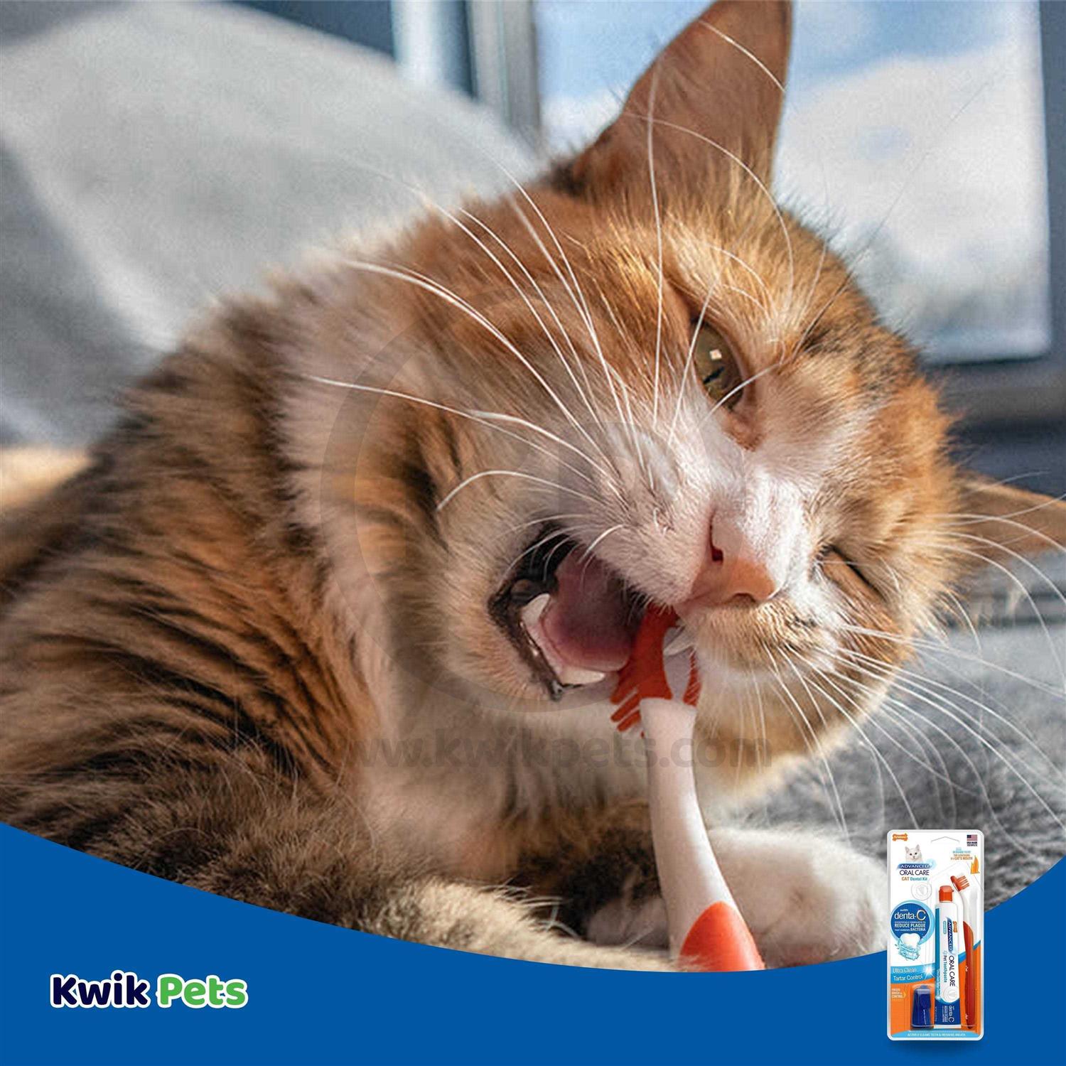 Nylabone Advanced Cat Oral Care Dental Kit - Healthber