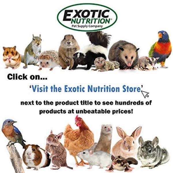 Exotic Nutrition Liquid Calcium Supplement 2 oz - Healthber