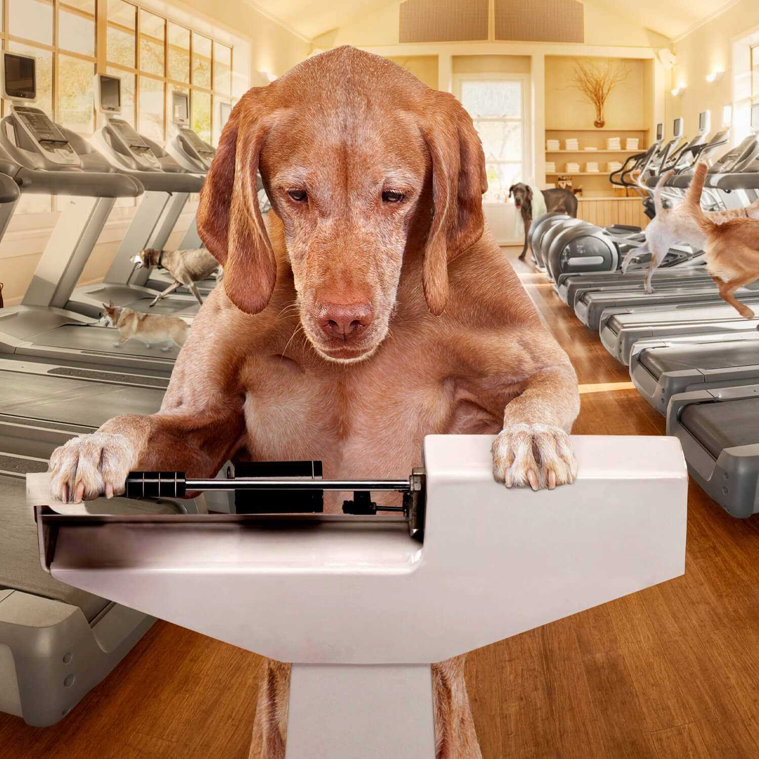 Fromm Gold Coast Weight Management Dry Dog Food - Healthber