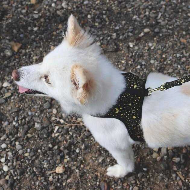 Accent Fashion Metallic Adjustable Dog Harness - Healthber