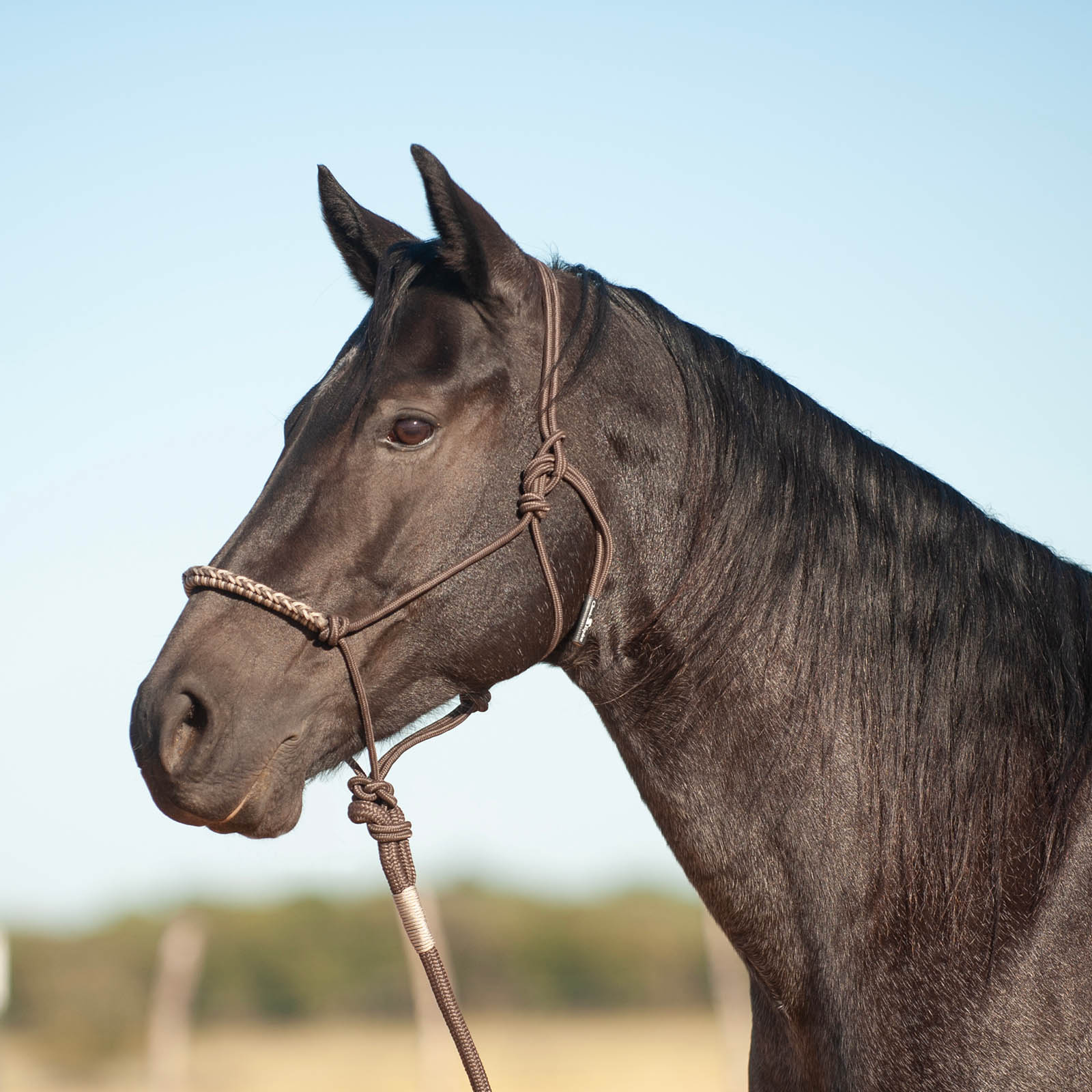 Classic Equine 3-Tone Rope Halter with 8' Lead Rope - Healthber