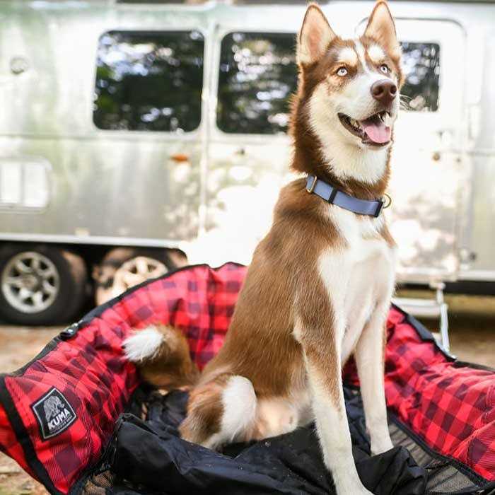 Kuma Lazy Bear Dog Bed - Healthber