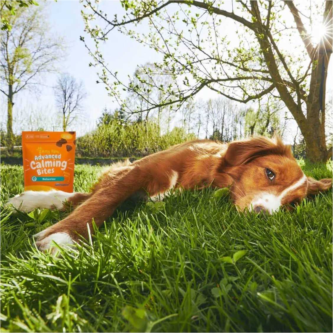 Zesty Paws Advanced Behavior Calming Bites for Dogs - Healthber