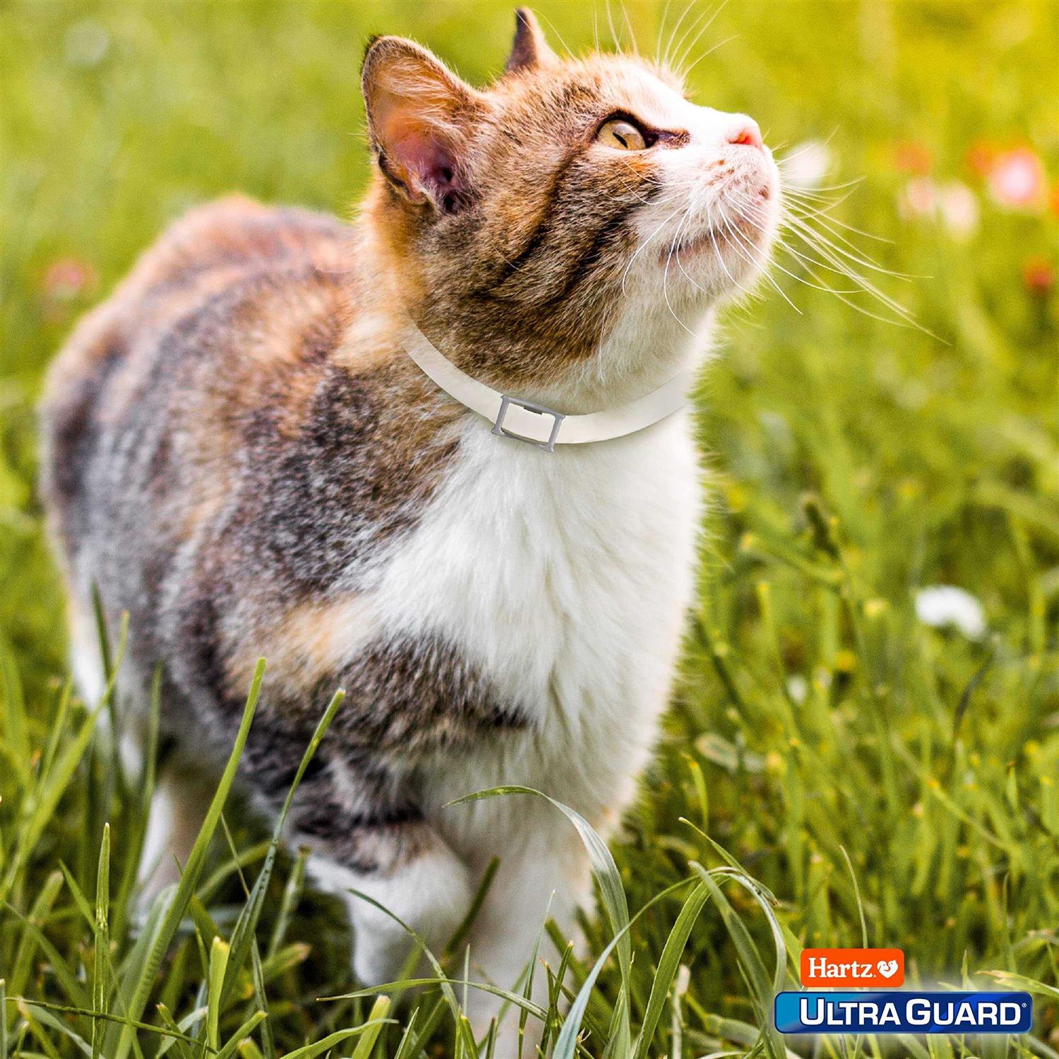 Hartz UltraGuard Flea & Tick Collar for Cats & Kittens - Healthber