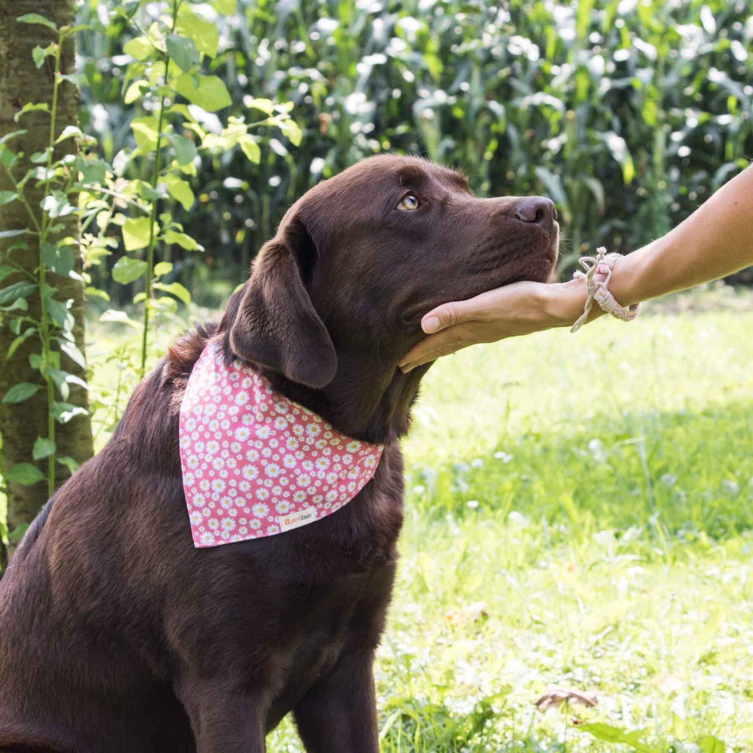 Pettsie Matching Dog Collar, Bandana and Owner Friendship Bracelet Gift Box Included - Healthber