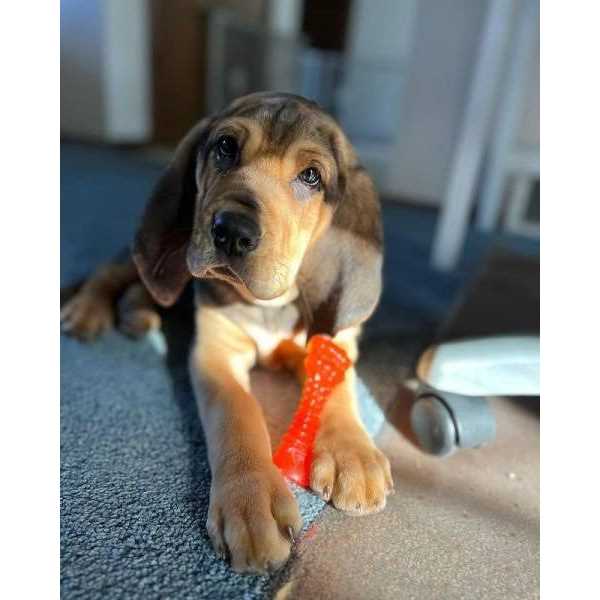 Nylabone Puppy Chill & Chew Bone - Healthber