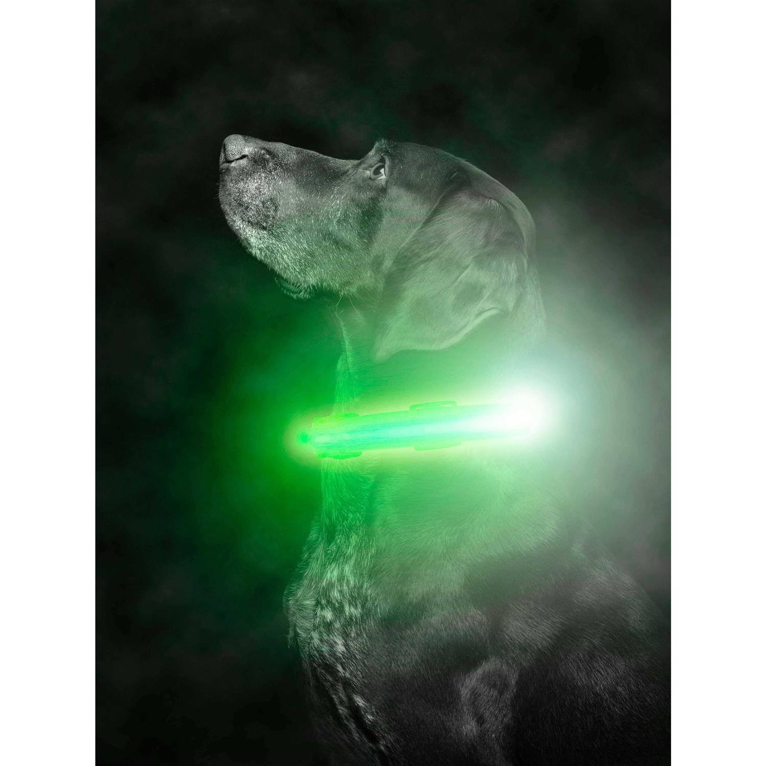 Mighty Paw LED Dog Collar USB Rechargeable - Healthber