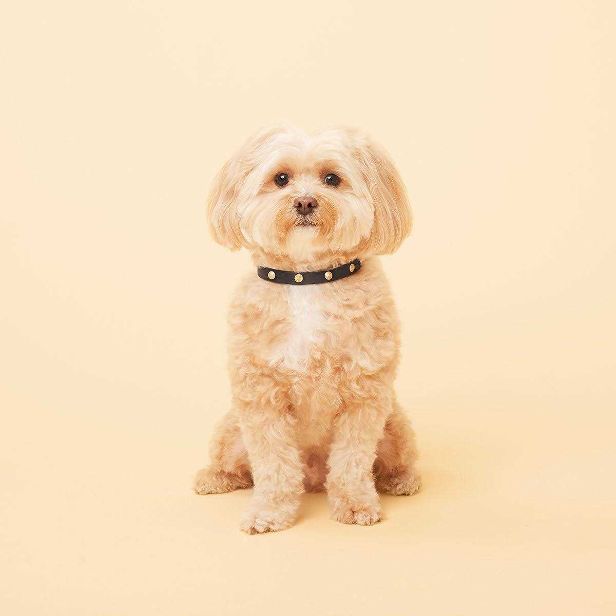 Scamper & Co Genuine Leather & Microfiber Bejeweled Circular Stud Dog Collar - Healthber