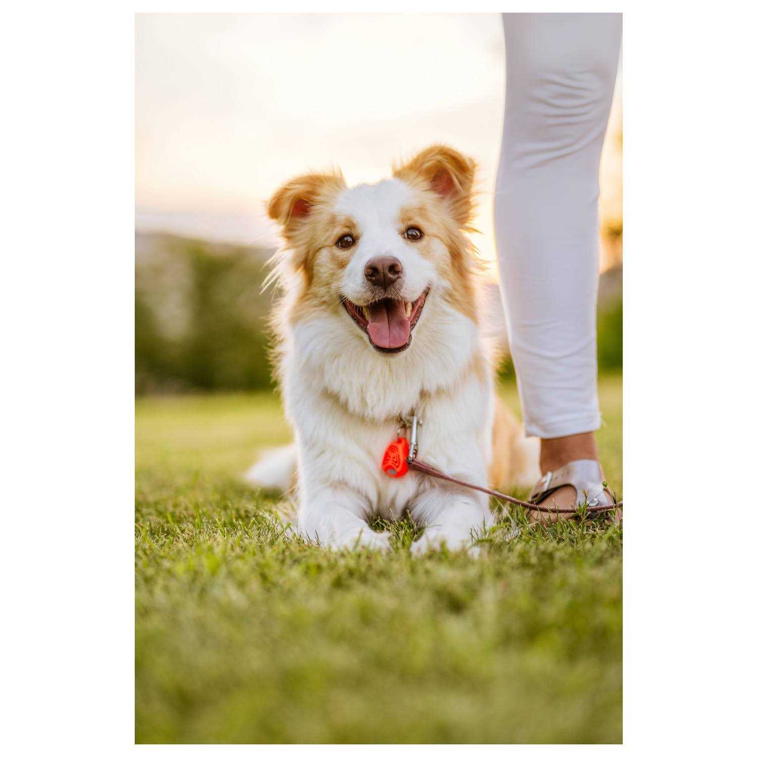 Tickless Pet Ultrasonic Tick and Flea Repeller - Healthber