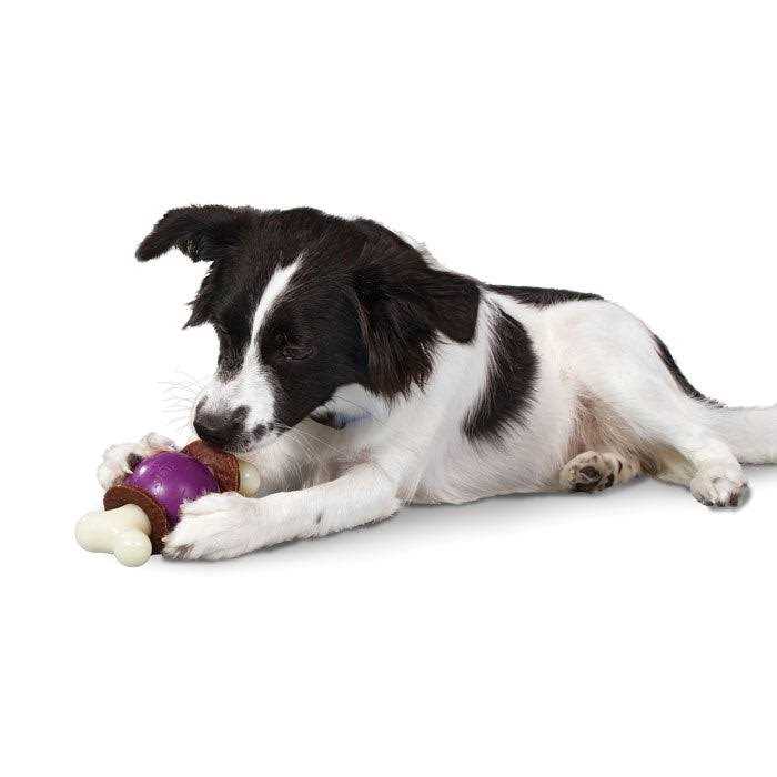 Busy Buddy Bouncy Bone - Healthber