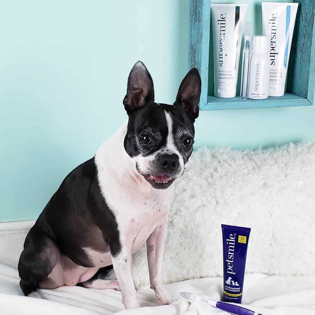 Petsmile Professional Toothpaste - Healthber