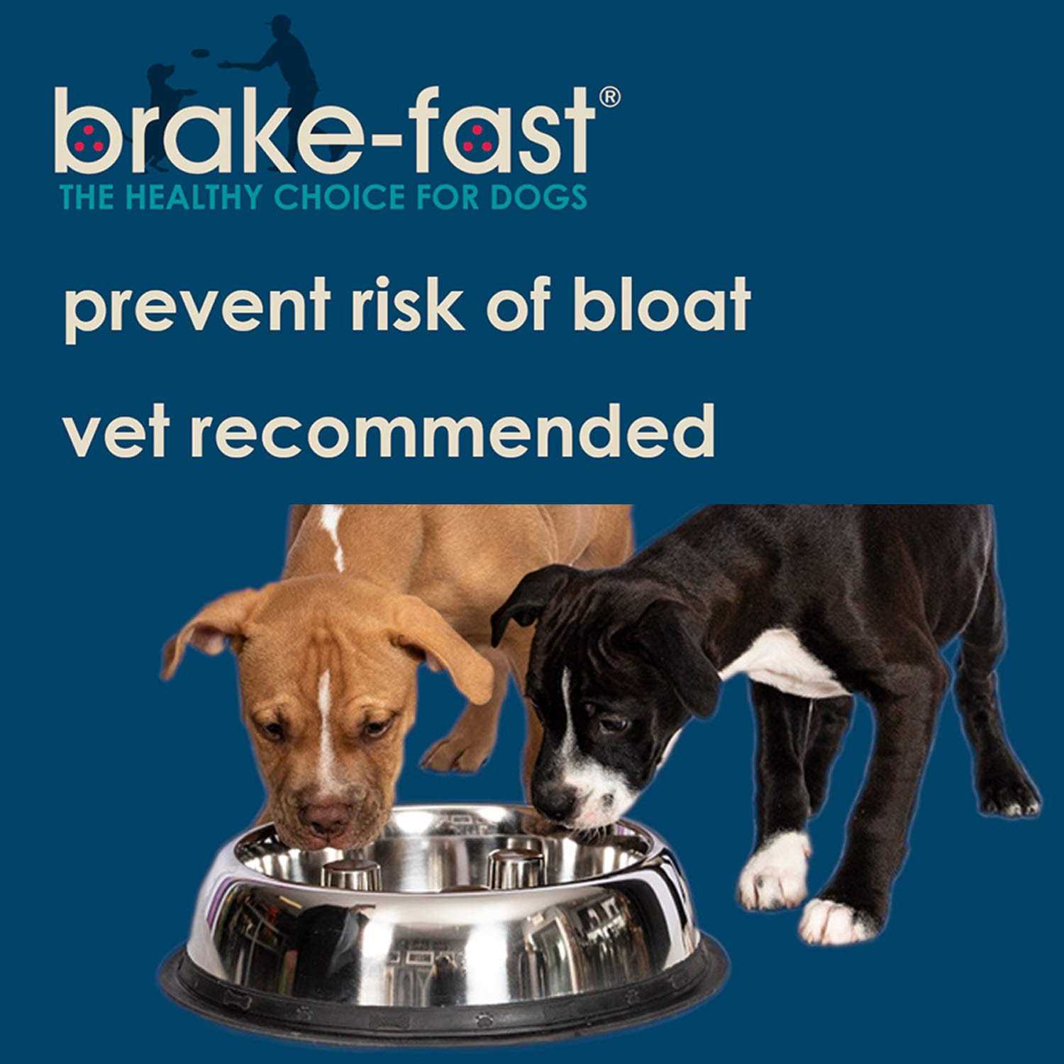 Qt Dog Stainless Steel Brake-Fast Bowl - Healthber