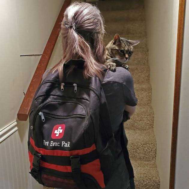 Pet Evac Pak Cat Emergency Backpack - Healthber
