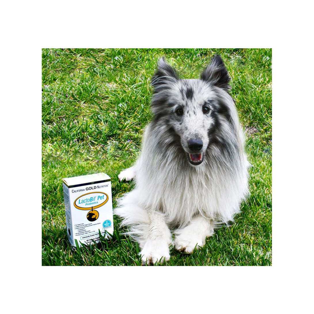 California Gold Nutrition LactoBif Pet Probiotics - Healthber