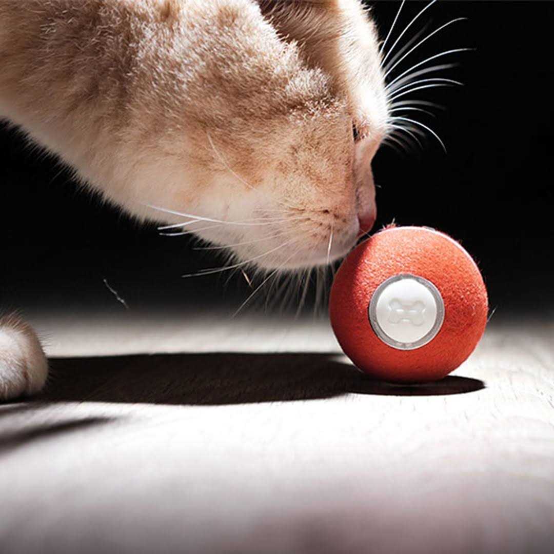 Cheerble Ball Smart interactive Cat Toy 1.7 Inch - Healthber