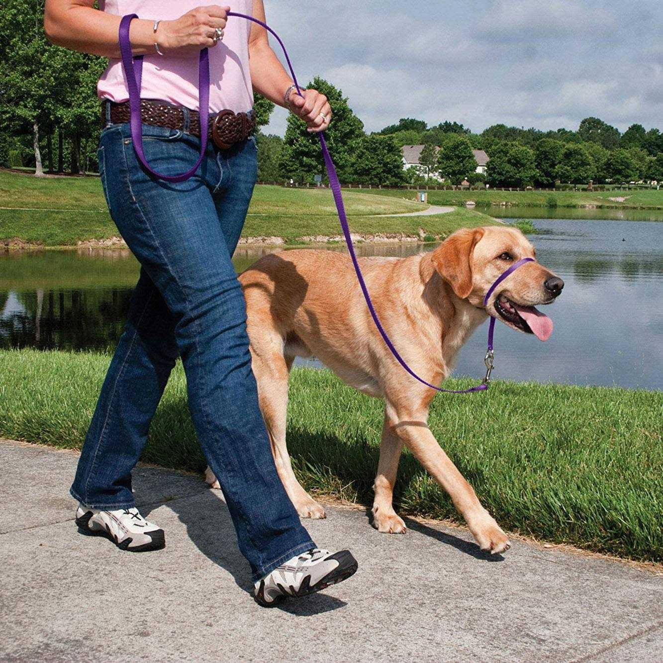 PetSafe Gentle Leader Headcollar - Healthber